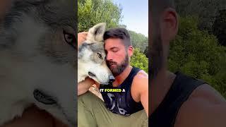 The wolf cub and his best friend #animals #shortsvideo #wolf