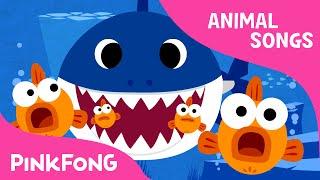 Bayi Shark  Lagu hewan  PINKFONG Lagu untuk Anak-anak