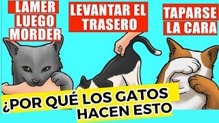  Explicación De Los 15 Comportamientos Más Extraños De Los Gatos