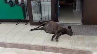 Pregnant Mama Dog Knocked Down in Front of The Bakery While Looking for Food No One Cares About Her