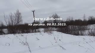 Охота с Добычем на русака 06 02 2023