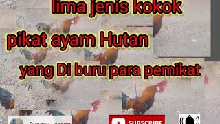 Kokok pikat paling di benci Ayam Hutan Merah Sumatra @bungsulanang