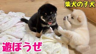 【柴犬 子犬】兄弟を遊びに誘う子犬が可愛すぎた