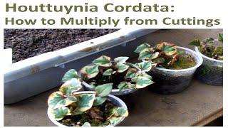 Propagating Houttuynia Cordata How to Multiply From Cuttings