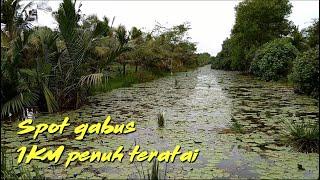 Mancing casting gabus di spot sungai penuh teratai