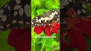 Beautiful butterfly #music #nature #nice #guitar #live #ธรรมชาติ #thailand @WorapasChannel ￼