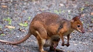 Interesting facts about red legged pademelon by weird square