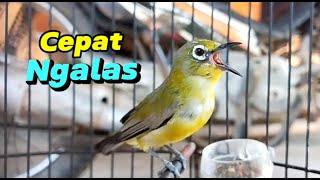 100% Bikin Pleci Bahan Cepat Ngalas Buka Paruh