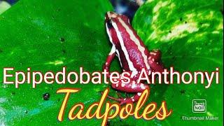 Epipedobates anthonyi  Tadpoles