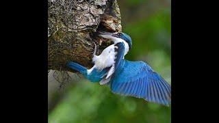 Collared Kingfisher Nest Building Slow Motion HD