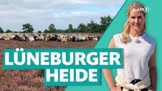 Lüneburger Heide – Urlaub und Entspannung zwischen Heideblüten  Wunderschön  ARD Reisen