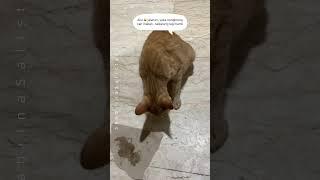Kucing Oyen Doyan Makan Wetfood Ikan Mau Lagi Dong Enak Banget
