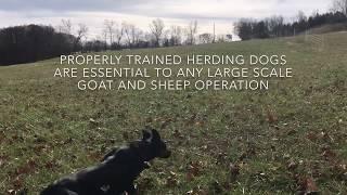 Properly Trained Herding Dogs Are Essential to Any Large Scale Goat and Sheep Operation