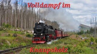 Harzer Schmalspurbahnen im Sommer 2024  Volldampf im Knaupsholz