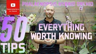 50 tips Phalaenopsis hybrid orchid Everything worth knowing