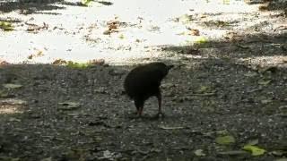 Orange Footed Scrub Fowl Megapodius reinwardt