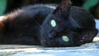 Агузарова Чёрный кот.mov