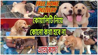 Galiff street pet market in kolkata dog market in kolkata home breed puppy sell in kolkata