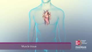 Four Primary Types of Tissue