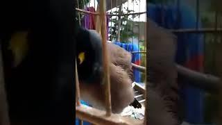 burung jalak gacor bisa ngomong #jalakkebongomong