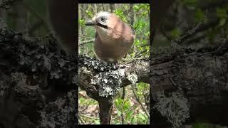 #bird #nature #сойка