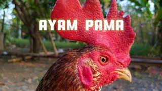 dari pasar dapat ayam pama #pamaninja #ayampama