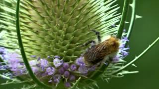 die wilde Karde  Dipsacus Fullonum  Pflanzenportrait