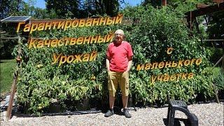 Помидоры огурцы в изобилии с маленького участка