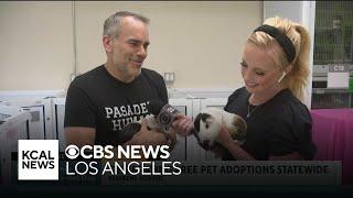 Mango the guinea pig among Pasadena pets looking for a new home