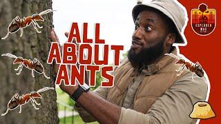  ALL ABOUT ANTS   5 AMAZING FACTS ABOUT ANTS   EXPLORER MAX