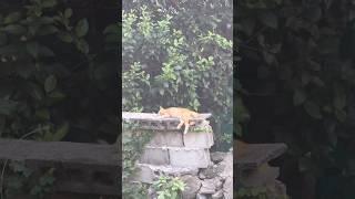 Korea Travel 2024 the sleeping cat #koreatravel  #koreatour  #koreawalk