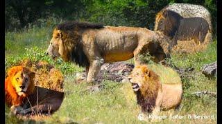 GOMONDWANE Tank THREE Injured Male Lions IN Gomondwane Territory TANK ALIVE? Kruger National Park