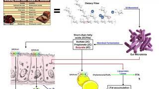 What are the Physiological Mechanisms of Dietary Fiber?