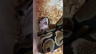 FEEDING MY BALL PYTHON 6