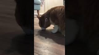 Cat eating a frog