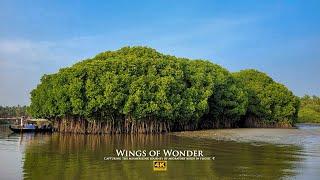Wings of Wonder  Travel Movie  Kadalundi Bird Sanctuary  4K