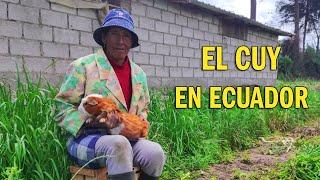 CRIANZA DE CUY EN ECUADOR