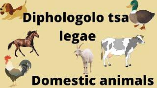 Domestic animals in Setswana - Diphologolo tsa legae ka puo ya Setswana