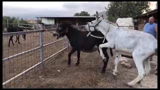 Super Murrah Donkey and Horse Meeting  Mule Donkey meeting with mare