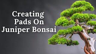 How To Create A Juniper Bonsai Pad