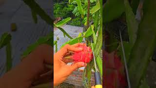 Dragon fruit Harvest Fresh From My Rooftop Garden #satisfying #short #shorts #shortvideo #highlight