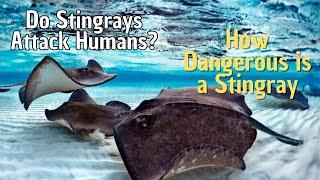 How Dangerous is a Stingray  Do Stingrays Attack Humans?