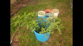 Katuk Cuttings 50 Days Later