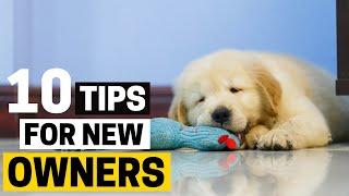 10 Important Tips for New Golden Retriever Owners