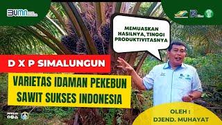 “DxP Simalungun”  Tinggi Produktivitasnya Idaman Pekebun Indonesia