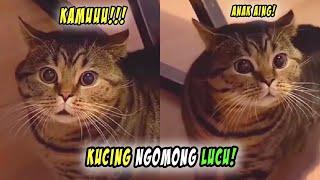 LUCU BANGET Momen Ketika Kucing Bisa Ngomong Lucu Mulai Dari Tahu Bulat Hingga Agus