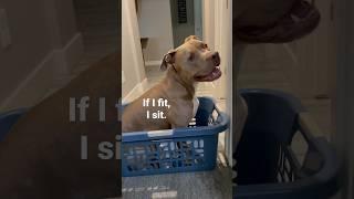 Why do they keep telling me No??? #dog #cutedog #shortsvideo #dogdad #dogmom