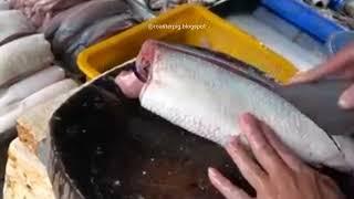 Master Cut To Fillet Every Fish _ Method Mastery