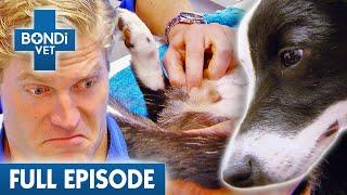 Rare Mixed Genitals on Dog Has Vet Gobsmacked   Best of Bondi Vet Ep 12  Full Episodes