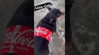 coca cola dog video#trending #cocacola #shortvideoviral